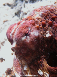 Octopus Eye
Grand Rotana house reef 
Sharm el sheikh by Adolfo Maciocco 